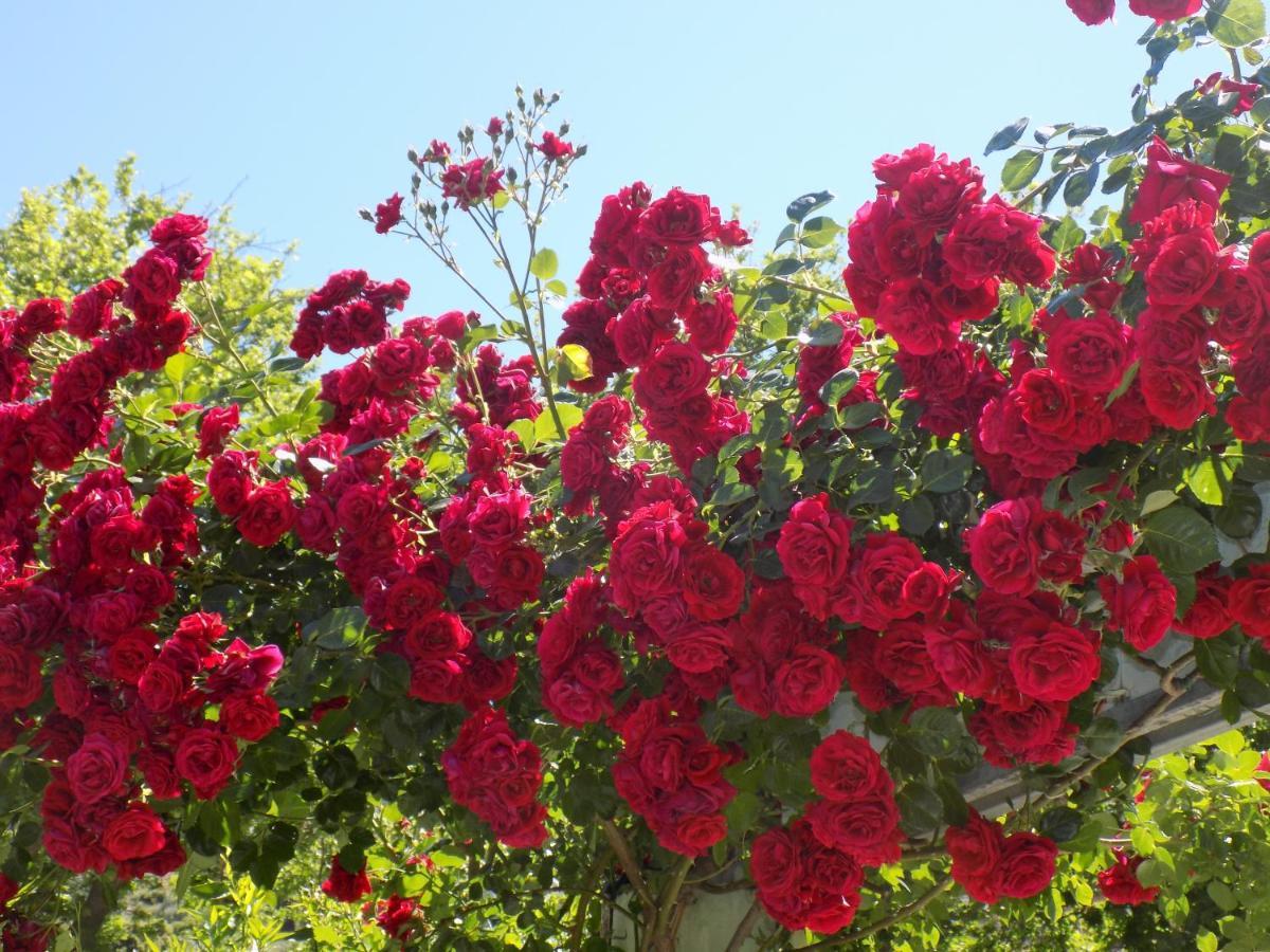 Des Roses Hotel Platanias  Dış mekan fotoğraf
