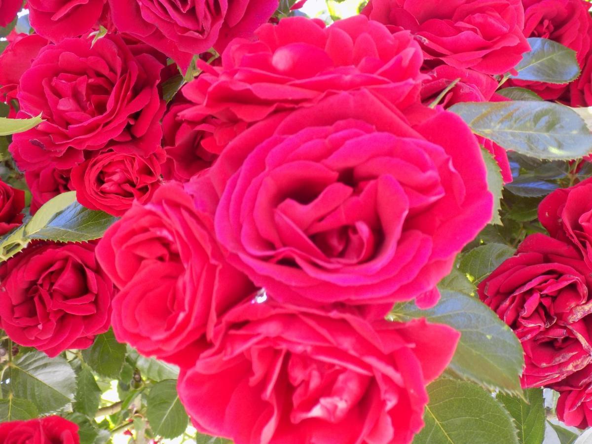 Des Roses Hotel Platanias  Dış mekan fotoğraf